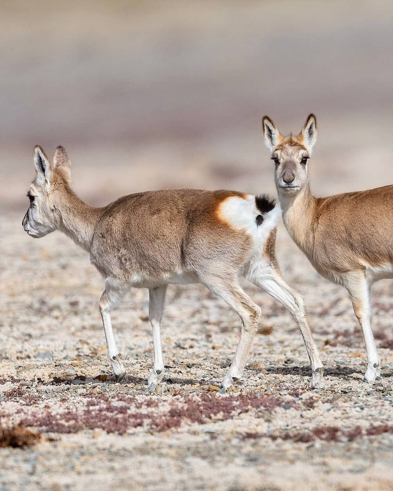 9 Rare Mammals That Live Among the Highest Mountain Peaks