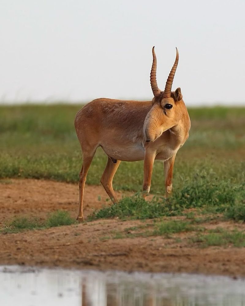 9 Rare Mammals That Live Among the Highest Mountain Peaks