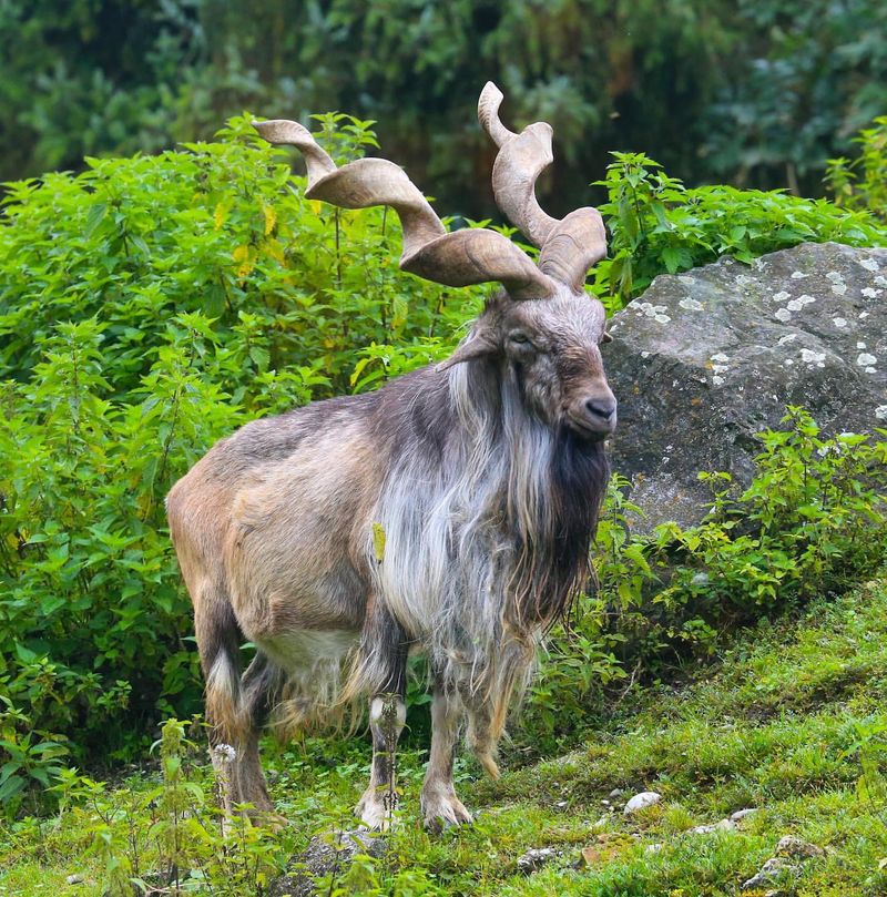 9 Rare Mammals That Live Among the Highest Mountain Peaks