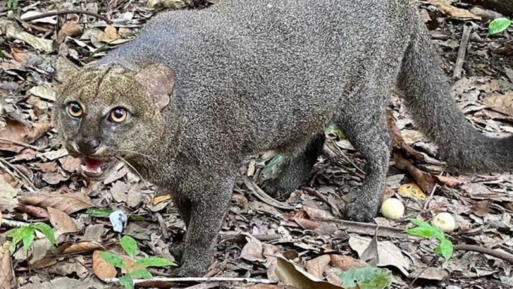 9 Shocking Facts of the Jaguarundi, the World’s Most Elusive Wildcat