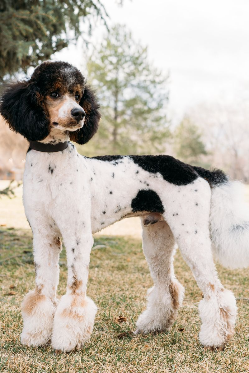 11 Stunning Poodle Colors, Ranked by How Rare They Are