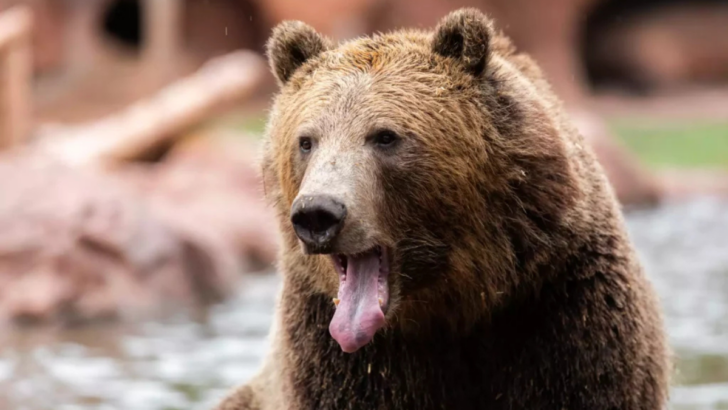 A Definitive Ranking of the 9 Most Dangerous Bears in the World