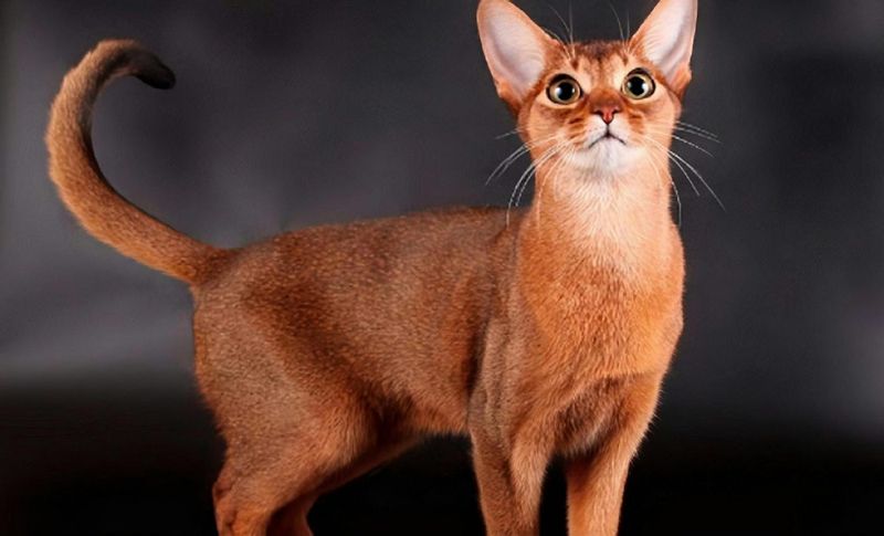 Abyssinian