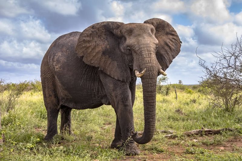 African Elephant