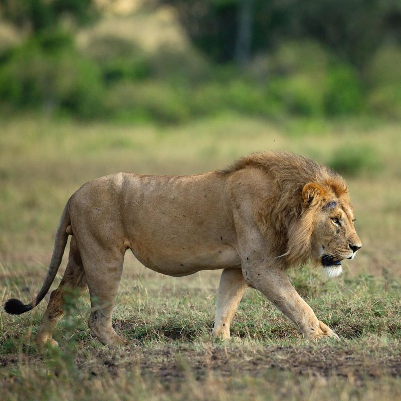 African Lion