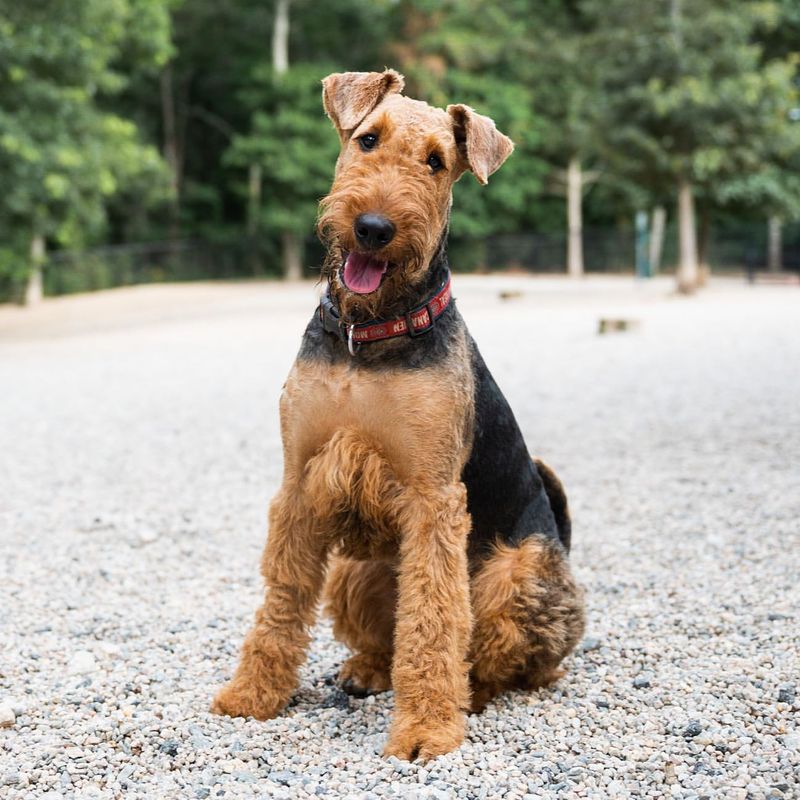 Airedale Terrier