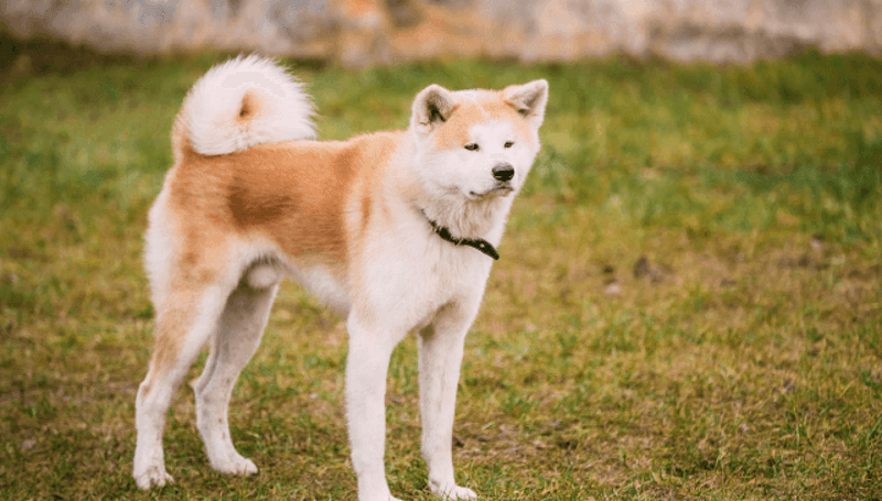 Akita Inu