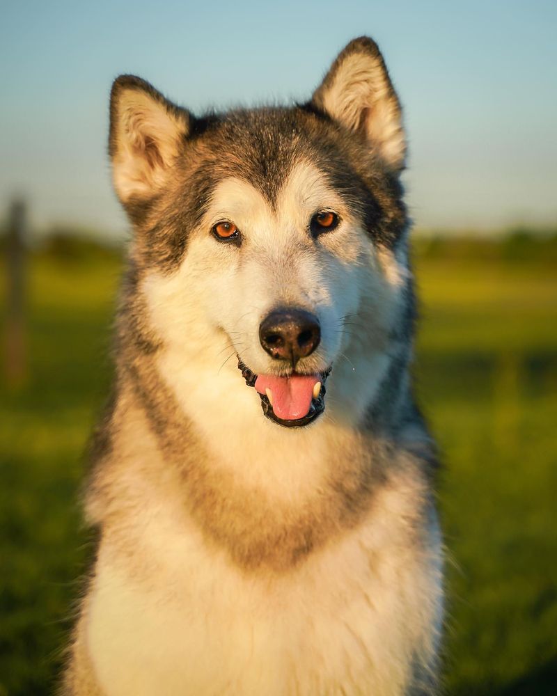 Alaskan Malamute