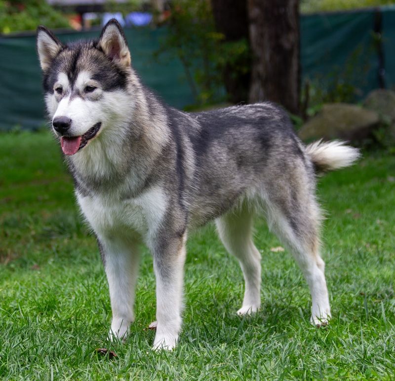 Alaskan Malamute