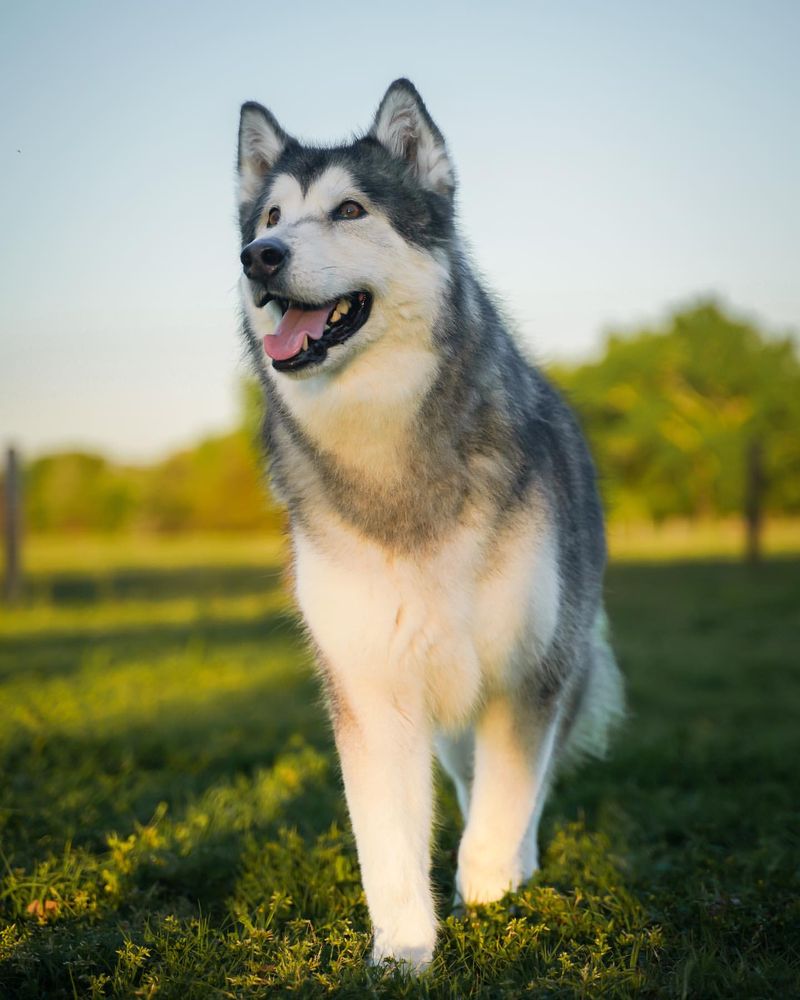 Alaskan Malamute