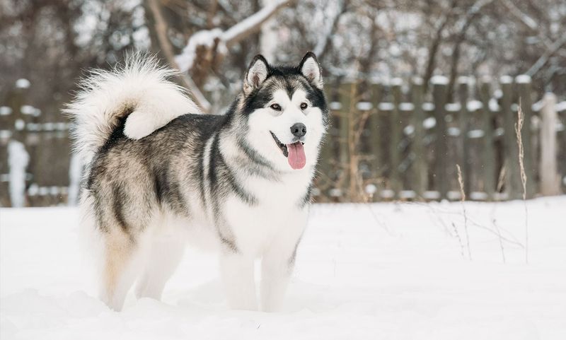 Alaskan Malamute