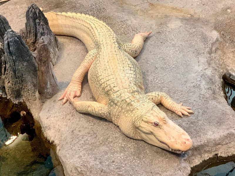 Albino Alligator