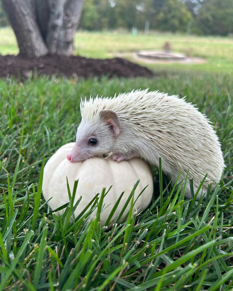 Albino Hedgehog