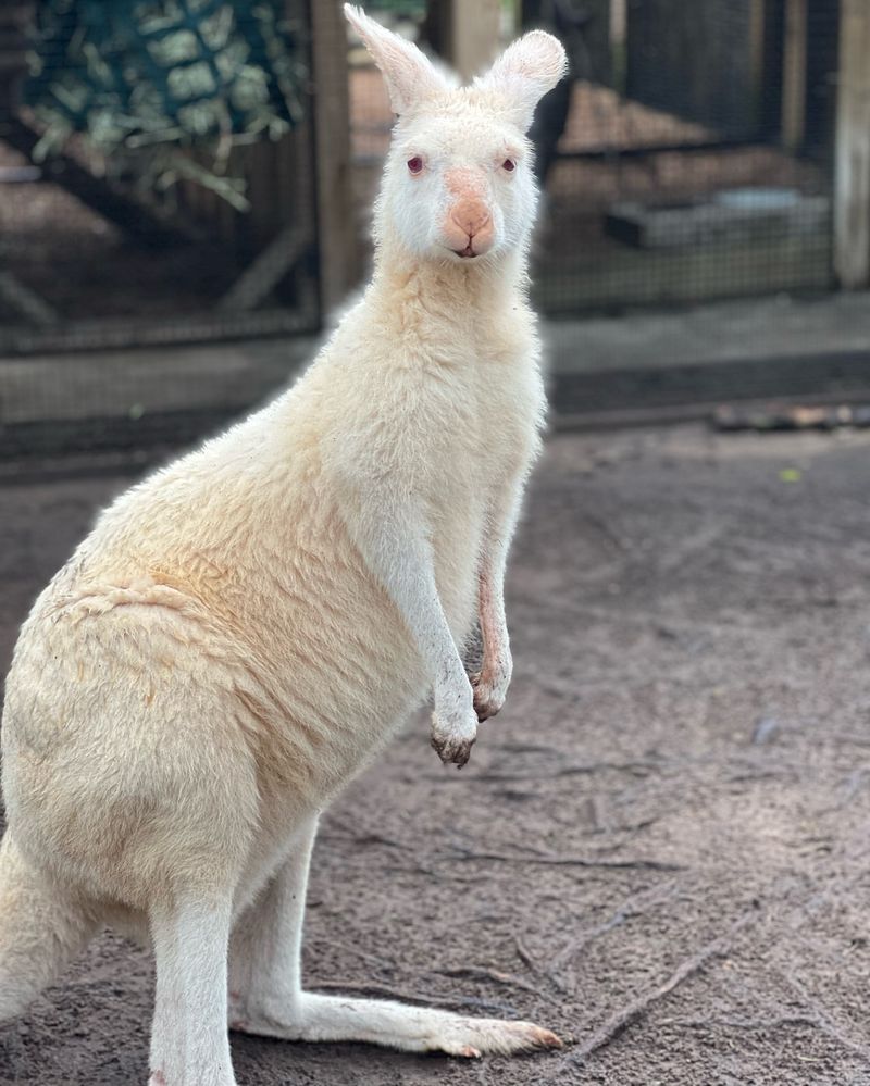 Albino Kangaroo