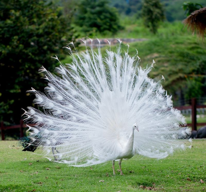 These 8 Amazing Albino Animals Are Nature's Unique Snowflakes