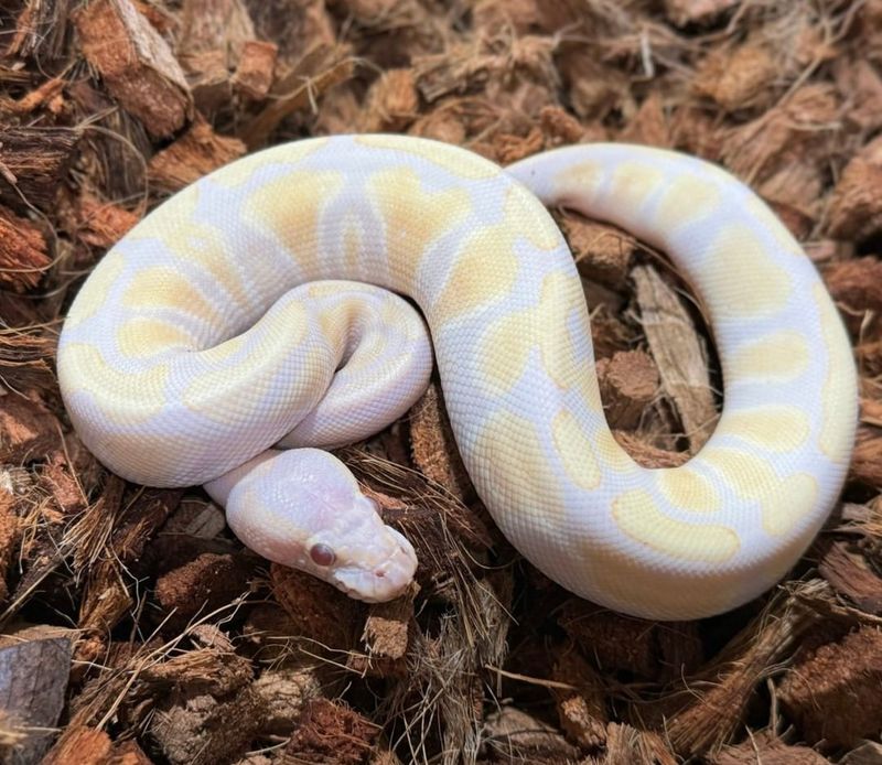 Albino Python