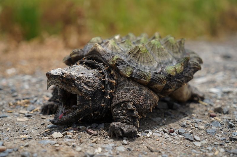 Alligator Snapping Turtle