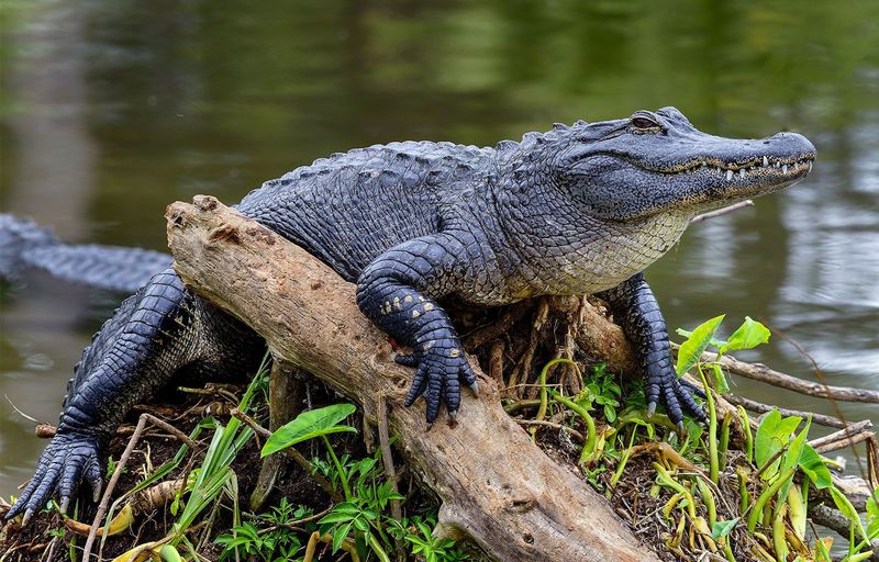 Alligator