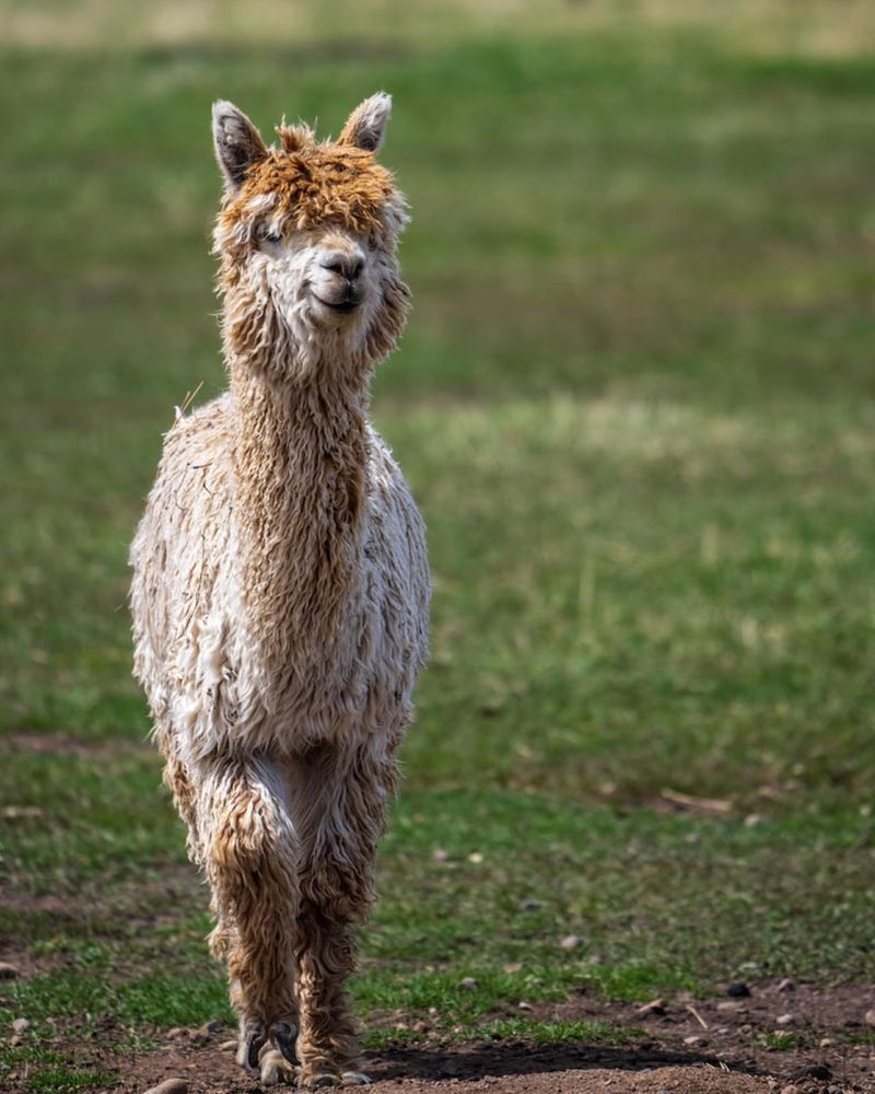 Alpaca