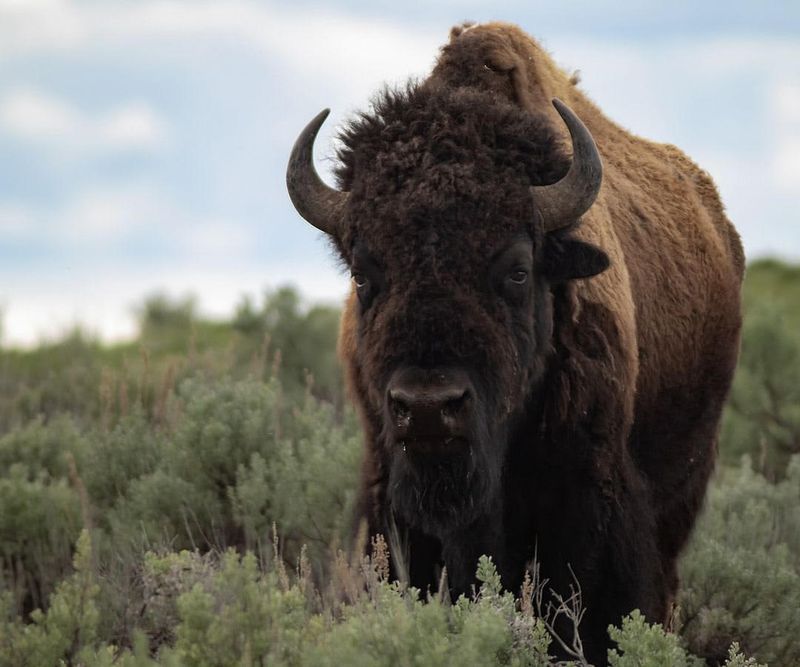 American Bison