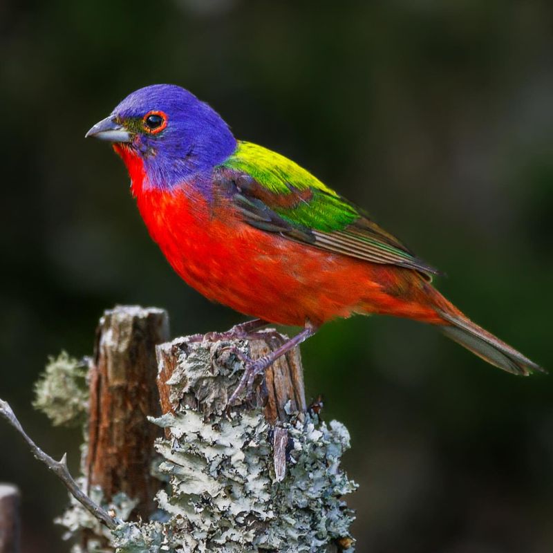 America’s Top 10 Most Beautiful Birds You Won’t Believe Exist