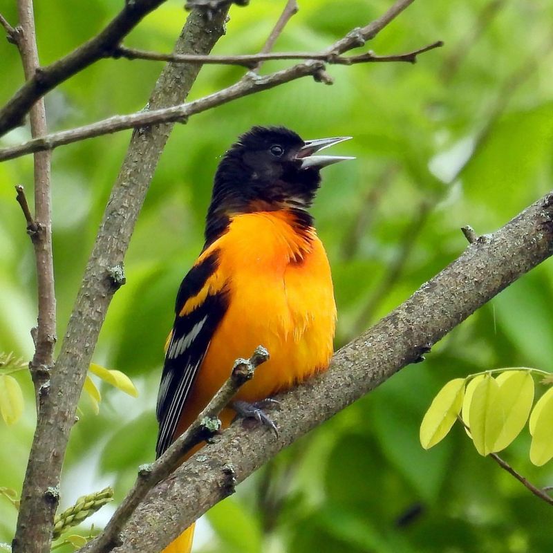 America’s Top 10 Most Beautiful Birds You Won’t Believe Exist