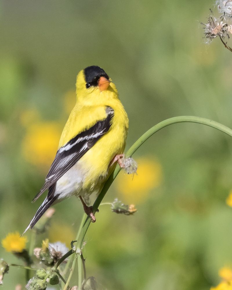 America’s Top 10 Most Beautiful Birds You Won’t Believe Exist