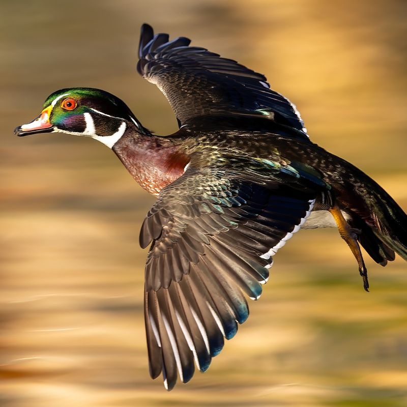 America’s Top 10 Most Beautiful Birds You Won’t Believe Exist