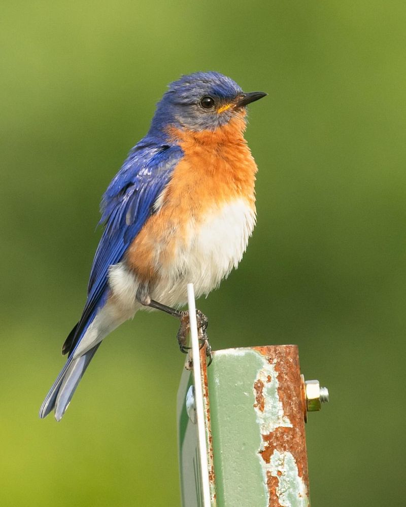 America’s Top 10 Most Beautiful Birds You Won’t Believe Exist