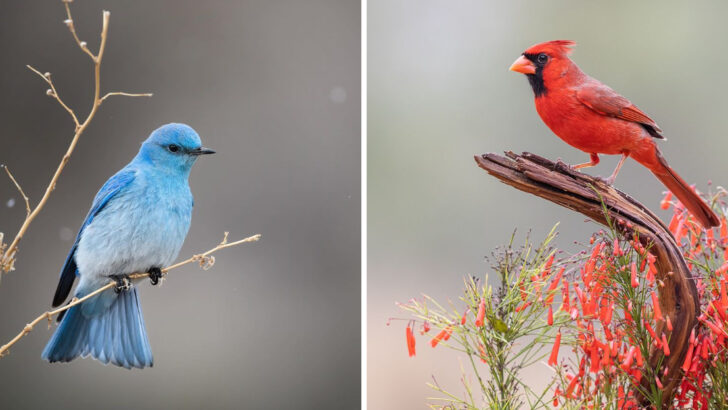 America’s 10 Most Stunning Birds That Look Almost Too Beautiful to Be Real