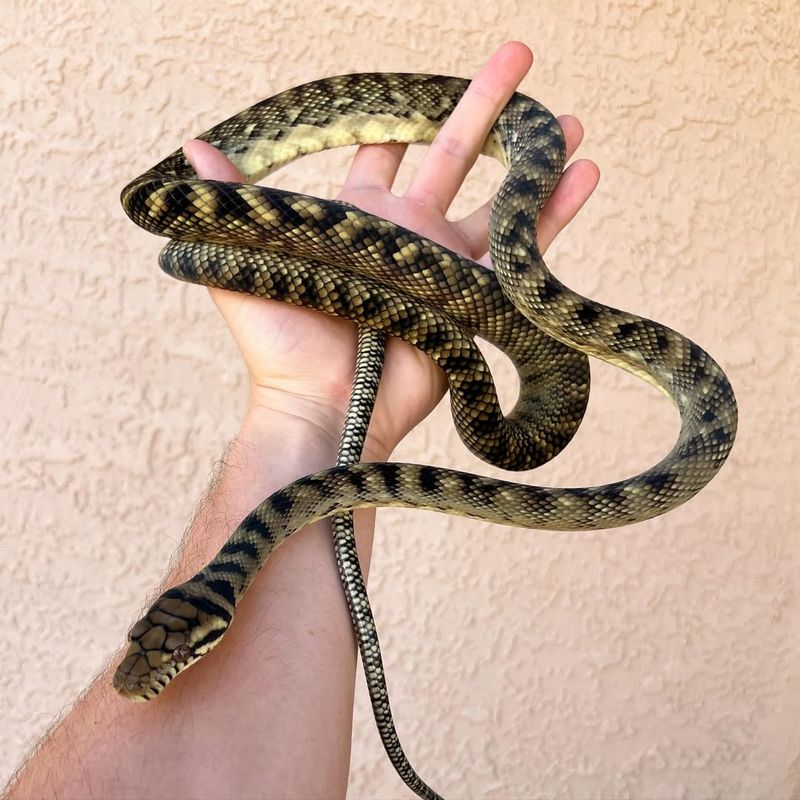 Amethystine Python