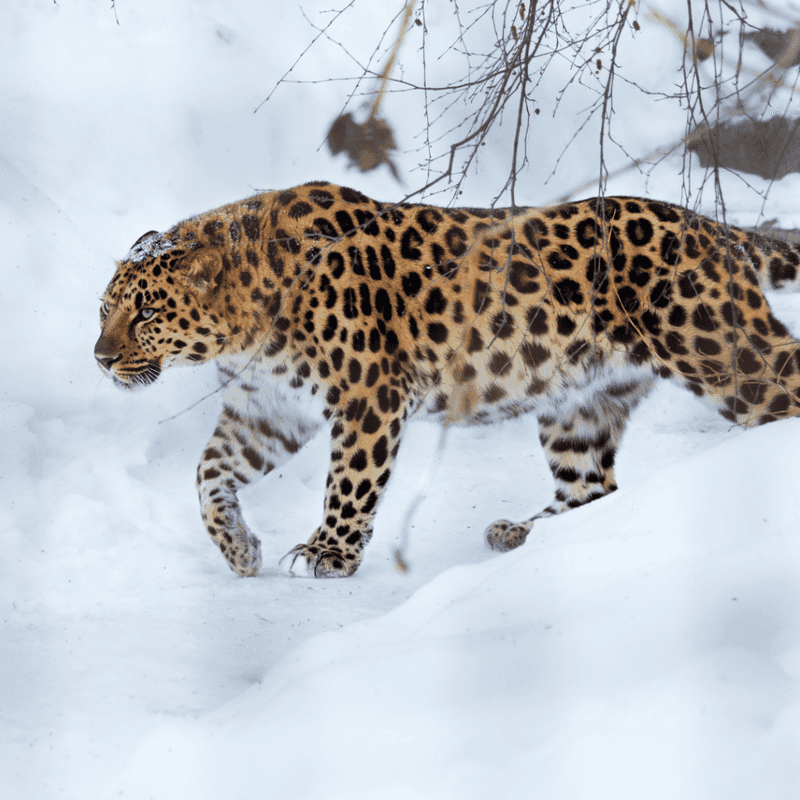 Amur Leopard