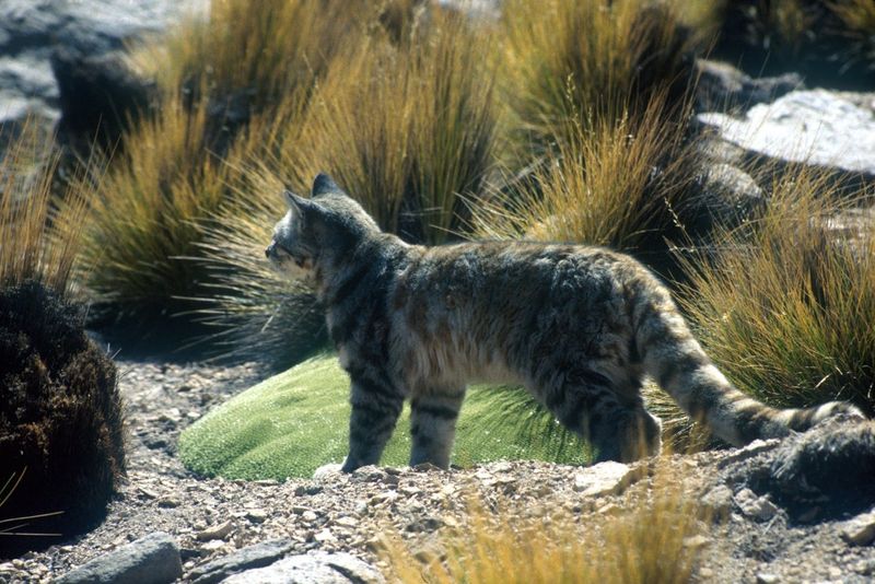 Andean Mountain Cat