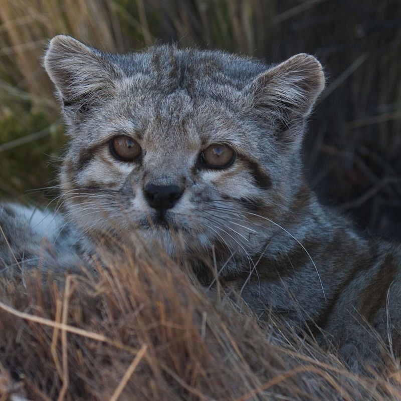 Andean Mountain Cat