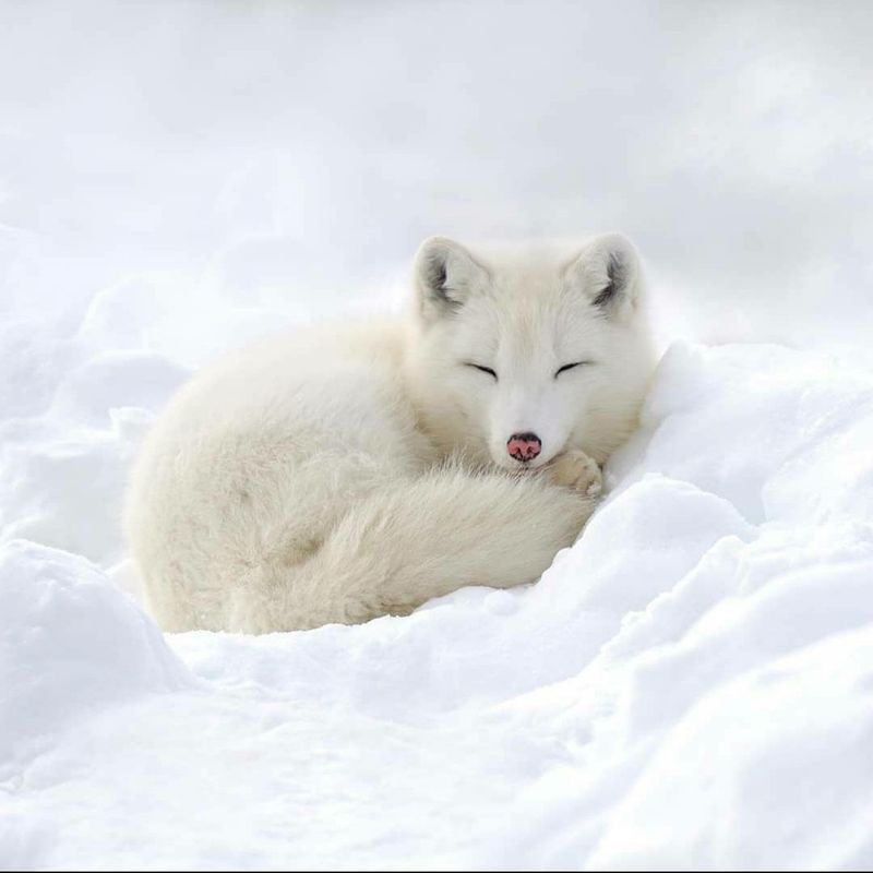 Arctic Fox