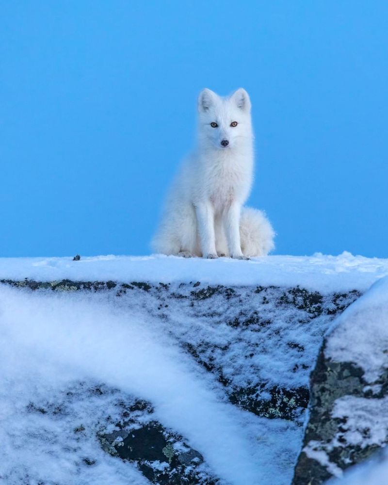 Arctic Fox