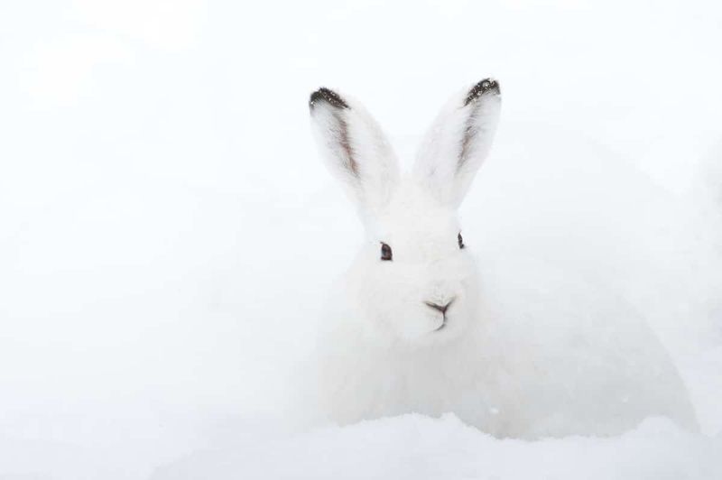 Arctic Hare