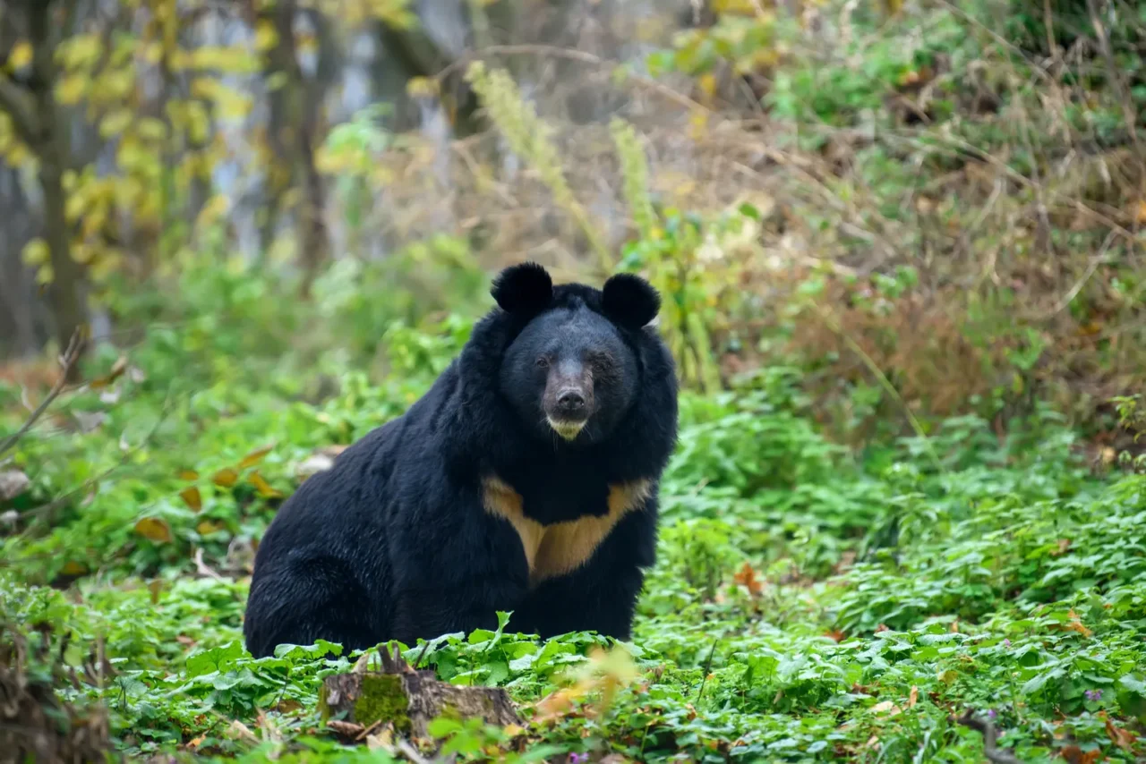 A Definitive Ranking of the 9 Most Dangerous Bears in the World