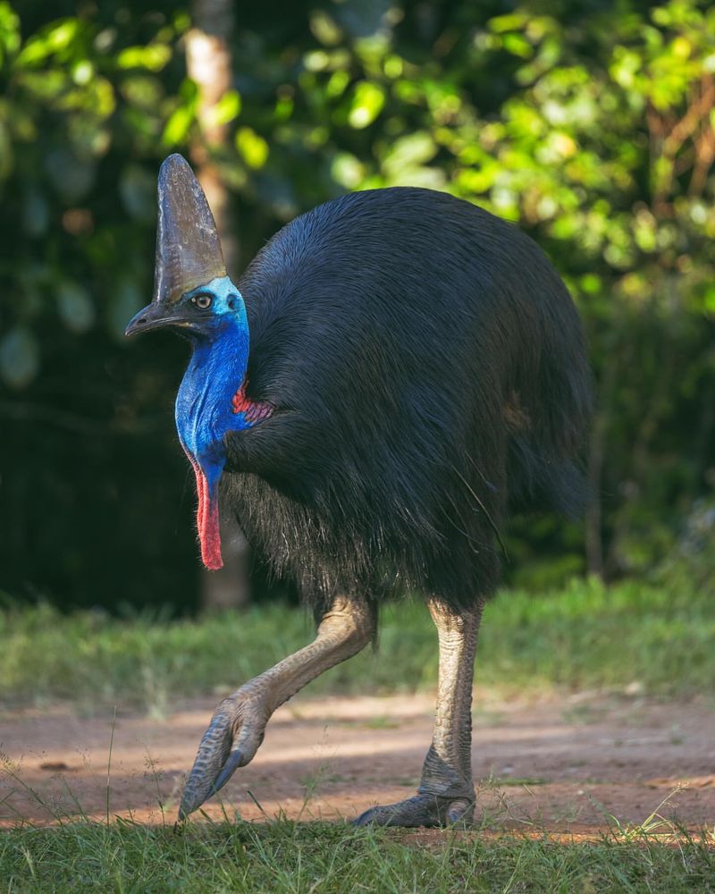 Australia's Most Lethal Residents: 11 Creatures You'd Rather Not Meet