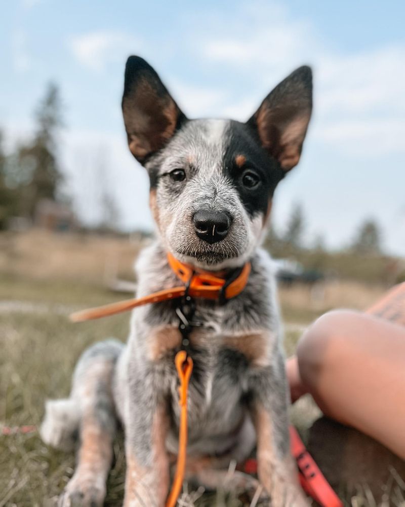 Australian Cattle Dog