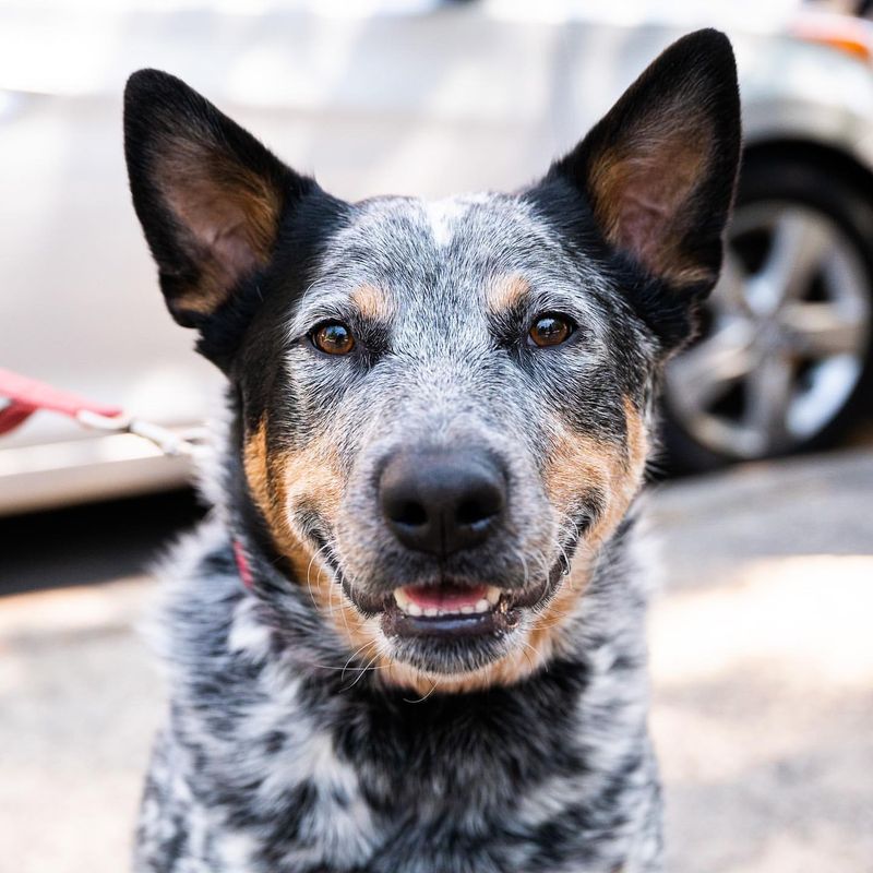 Australian Cattle Dog