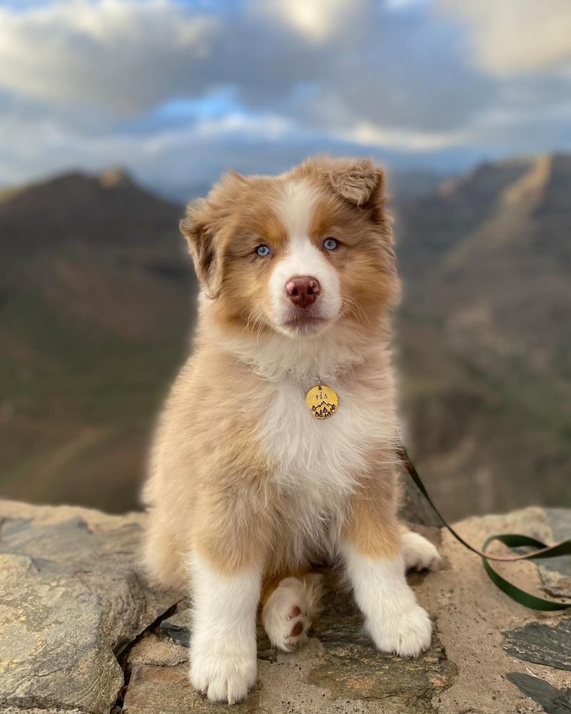 Australian Shepherd