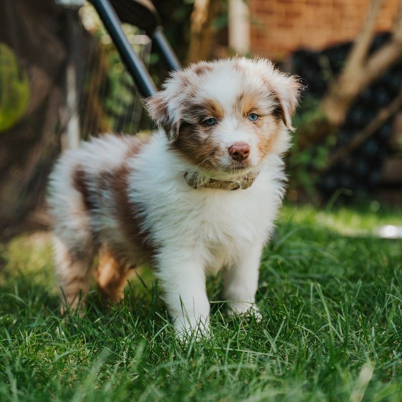 Australian Shepherd