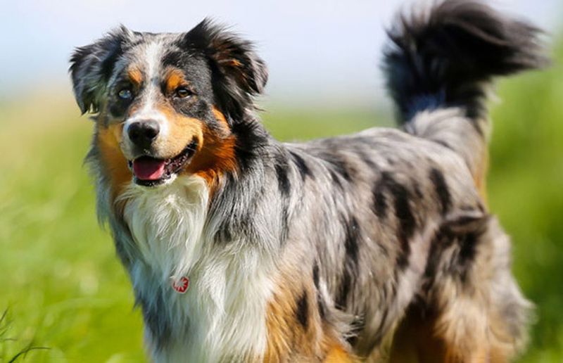 Australian Shepherd