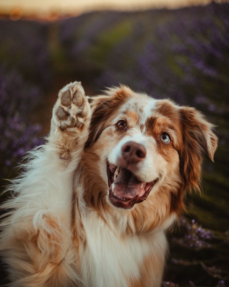 Australian Shepherd