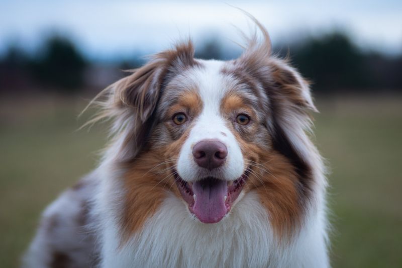 Australian Shepherd