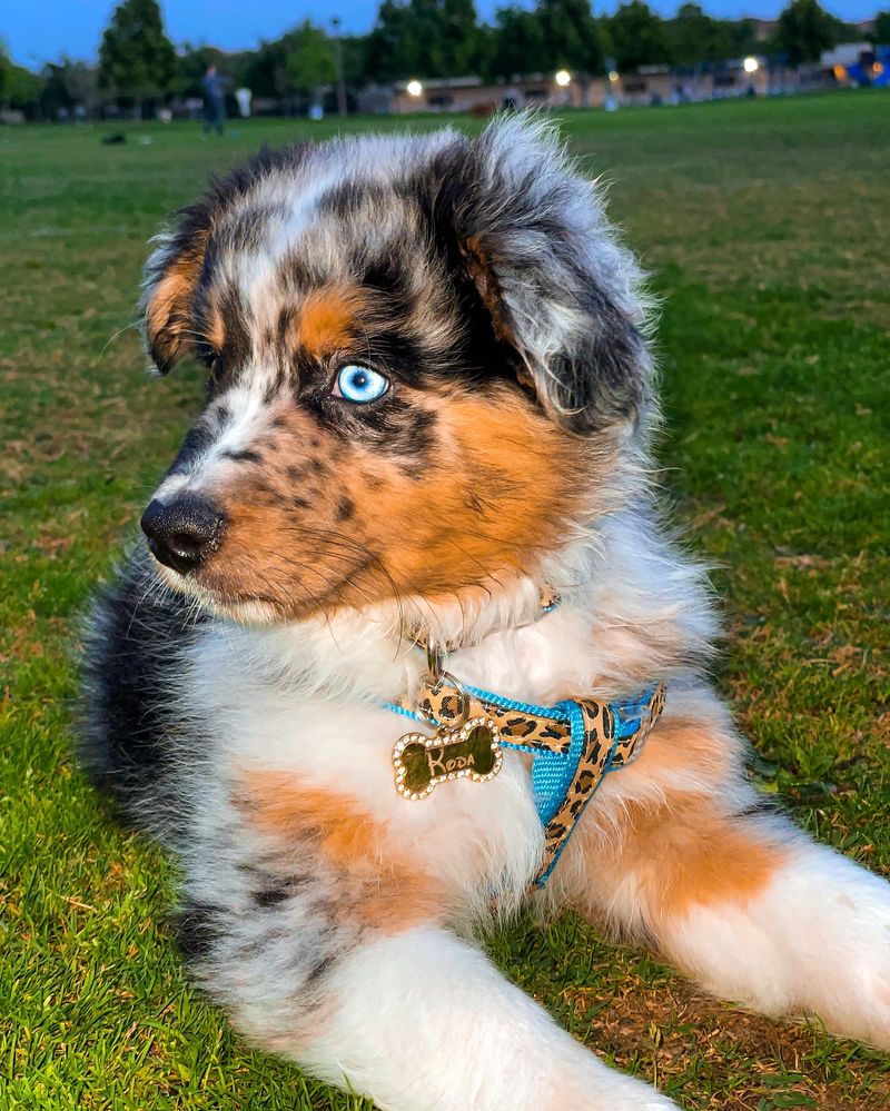 Australian Shepherd