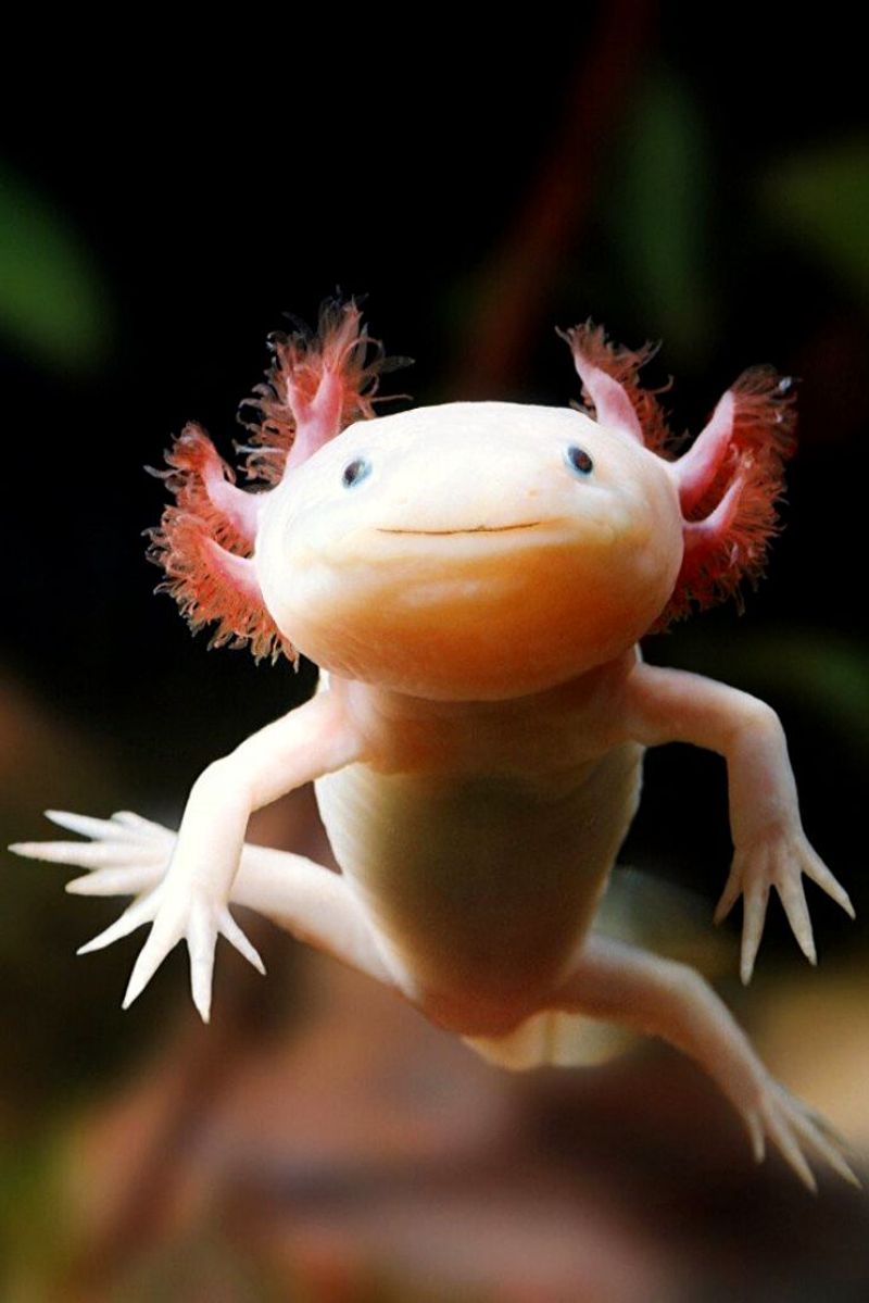 Axolotl