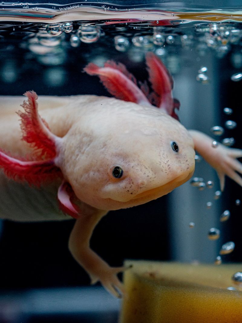 Axolotl