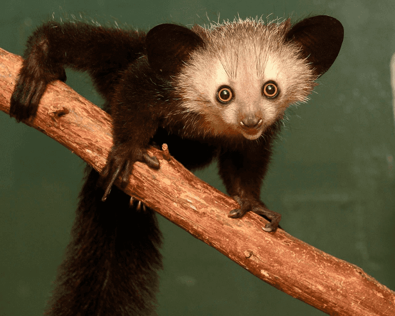 Aye-aye